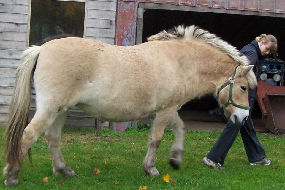 Fjordhest Lina billede 14