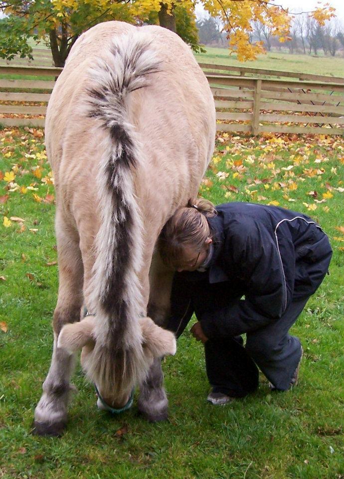 Fjordhest Lina billede 13