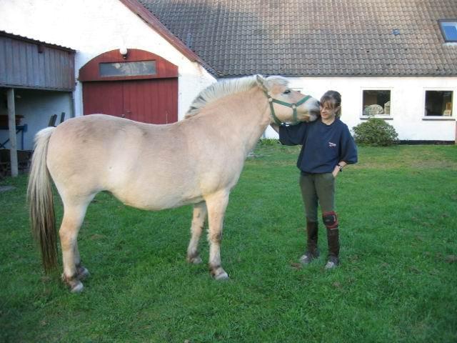 Fjordhest Lina billede 15