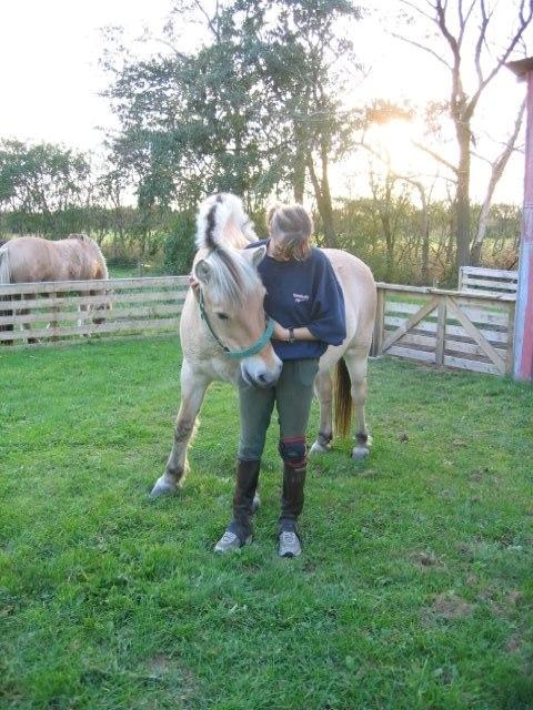 Fjordhest Lina billede 16