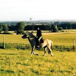 Anden særlig race Yellow billede 4