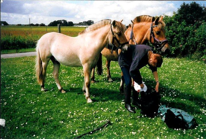 Anden særlig race Yellow billede 5