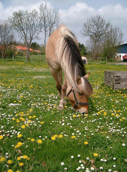Anden særlig race Yellow billede 6