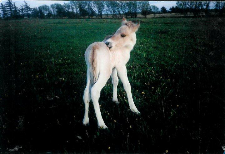 Anden særlig race Yellow billede 1