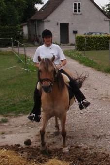 Anden særlig race Yellow billede 8