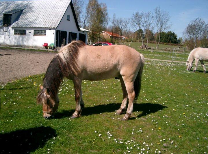 Anden særlig race Yellow billede 9