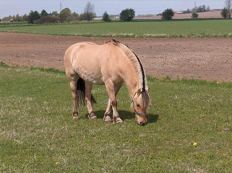 Anden særlig race Yellow billede 10