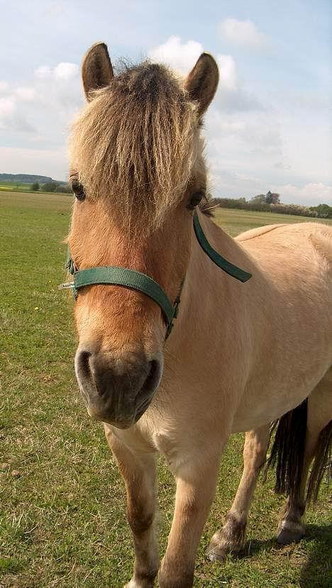 Anden særlig race Yellow billede 3