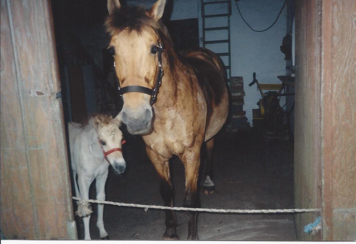 Anden særlig race Yellow billede 16