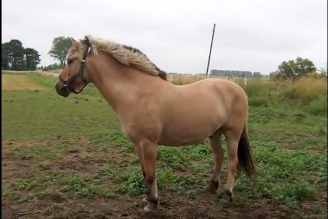 Anden særlig race Yellow billede 17