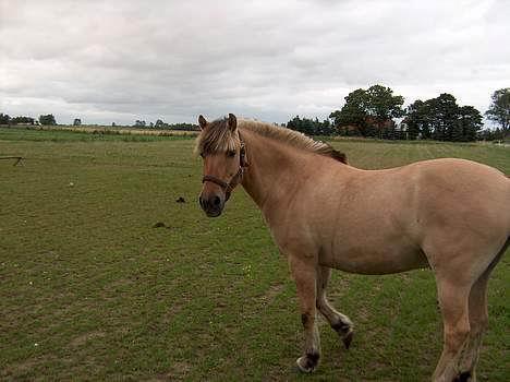 Anden særlig race Yellow billede 18