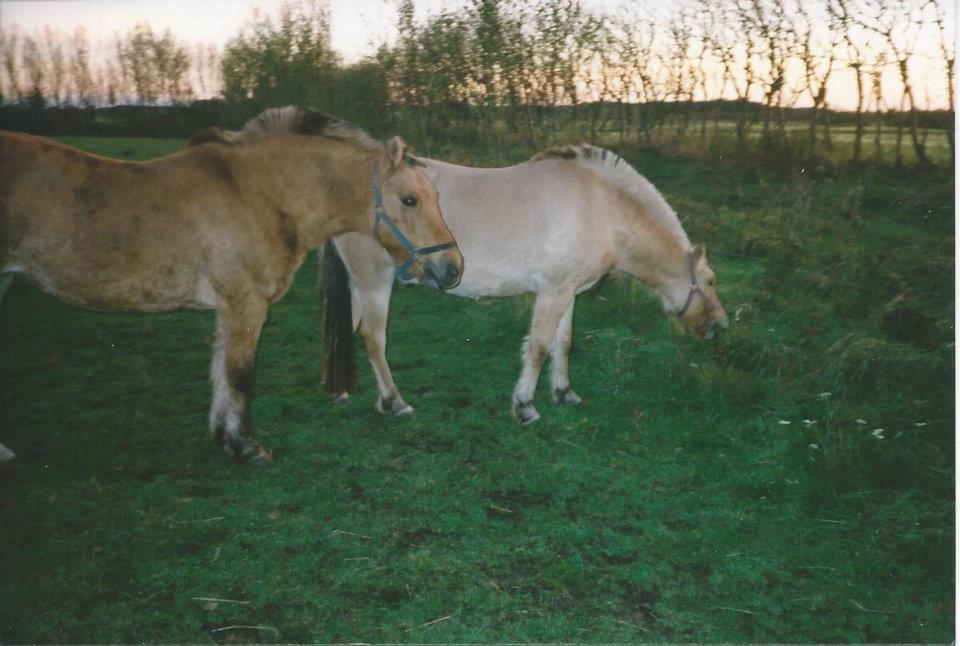 Anden særlig race Yellow billede 19