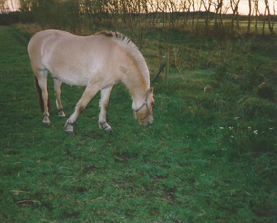 Anden særlig race Yellow billede 20