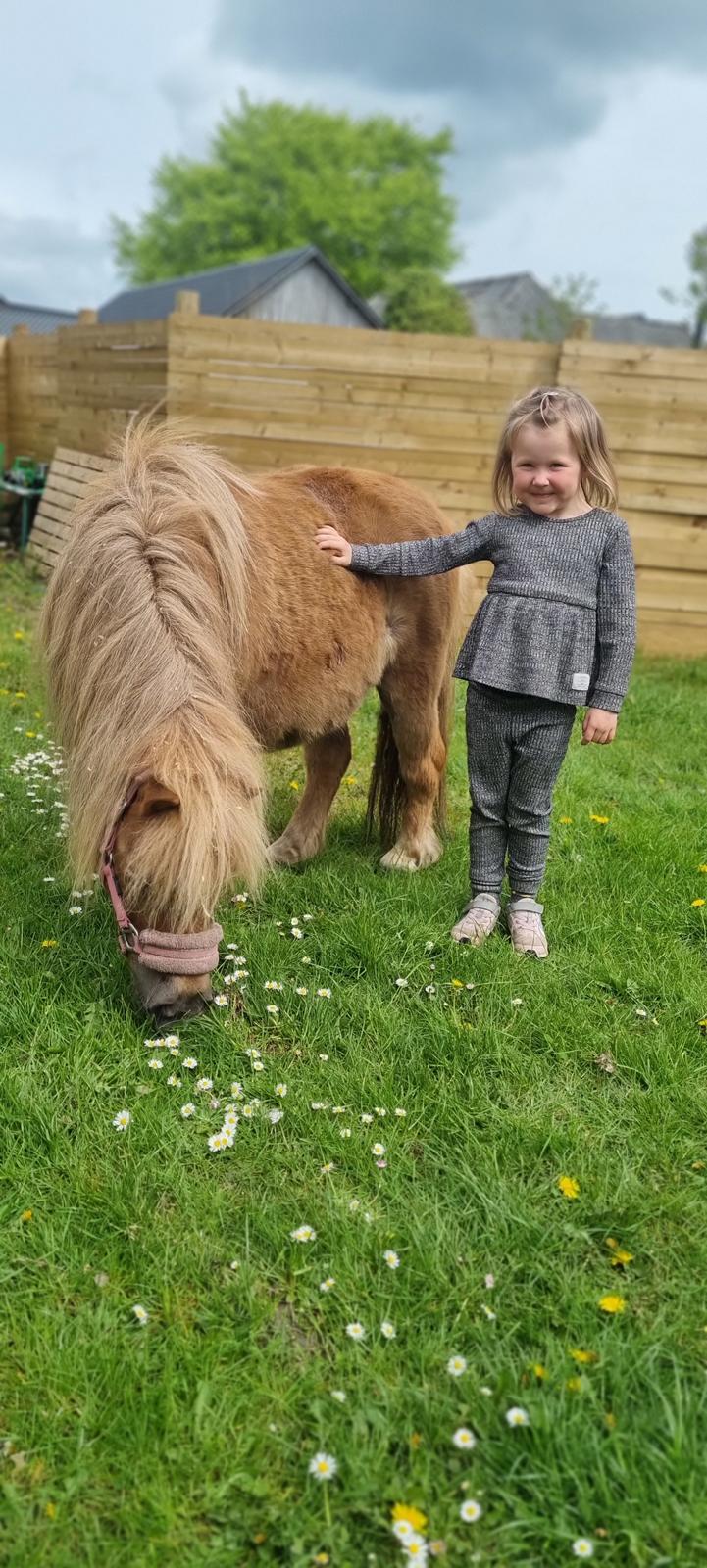 Shetlænder » Highlanders Rose « billede 9