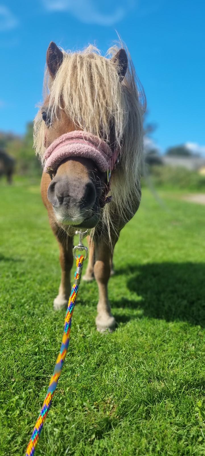 Shetlænder » Highlanders Rose « billede 12