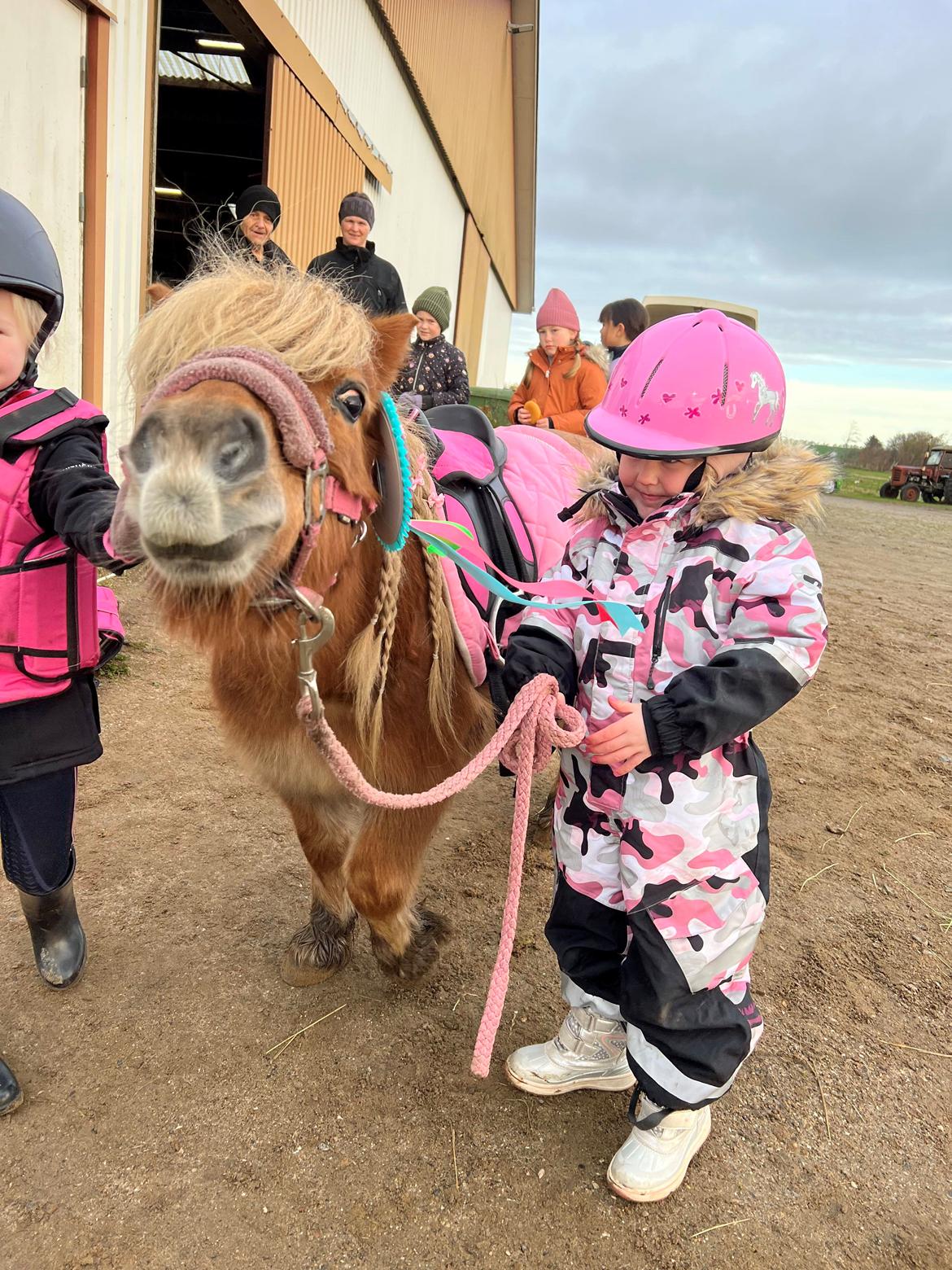 Shetlænder » Highlanders Rose « billede 13