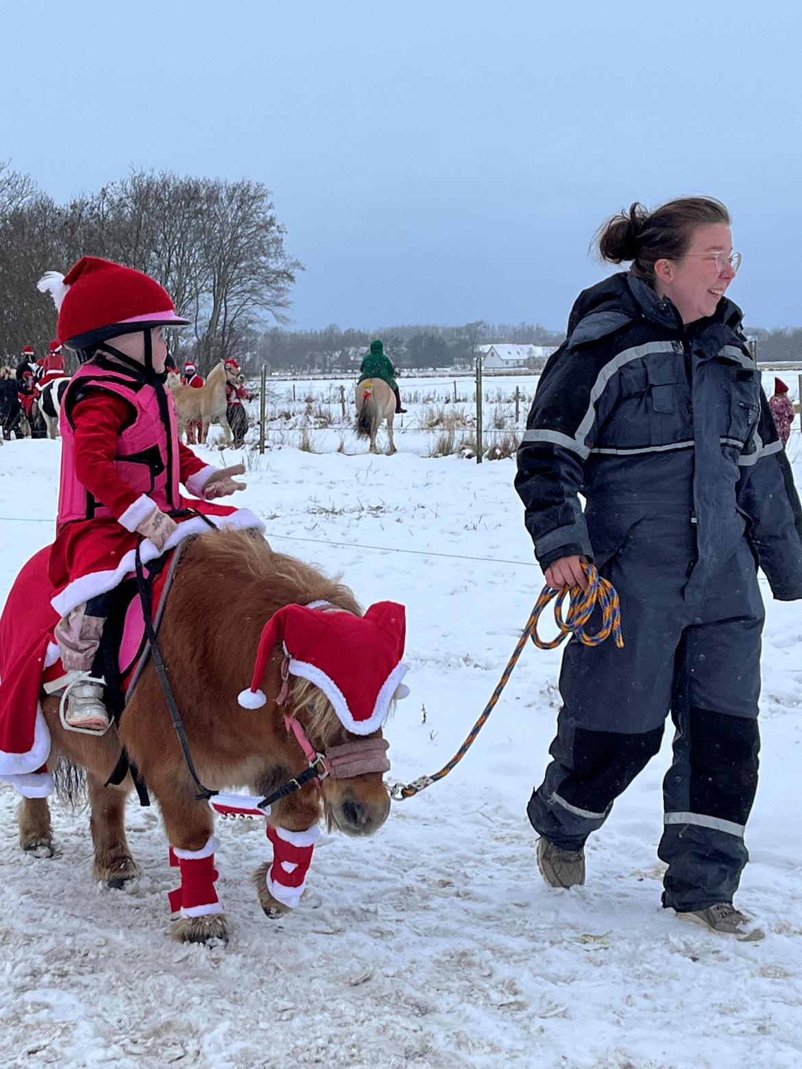 Shetlænder » Highlanders Rose « billede 15