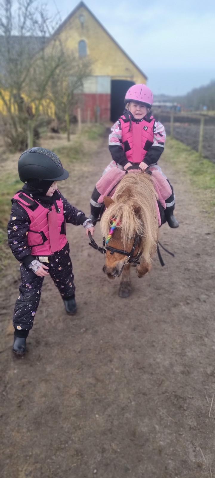 Shetlænder » Highlanders Rose « billede 18