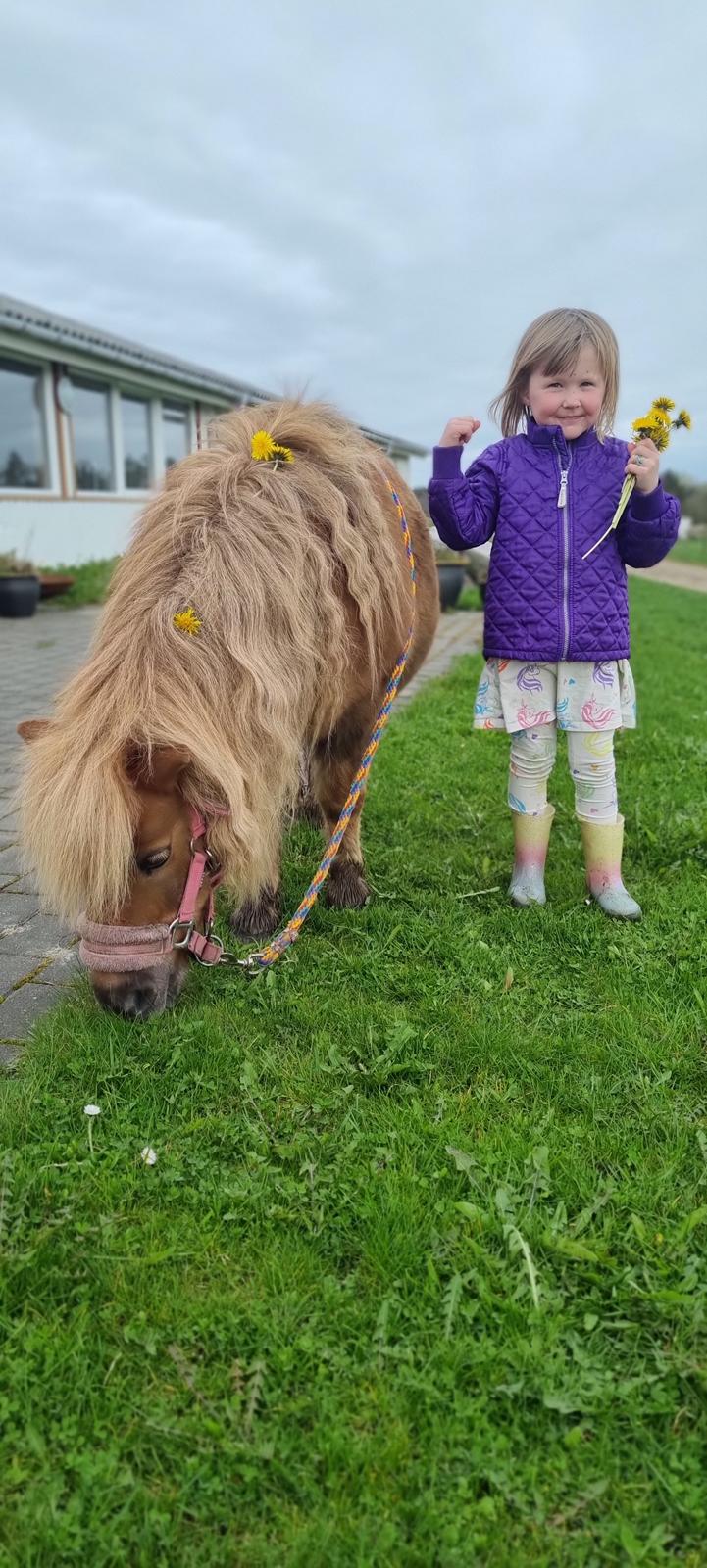 Shetlænder » Highlanders Rose « billede 19