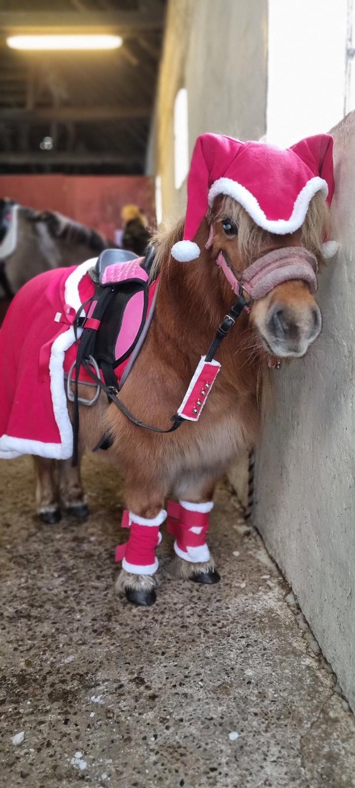 Shetlænder » Highlanders Rose « billede 20