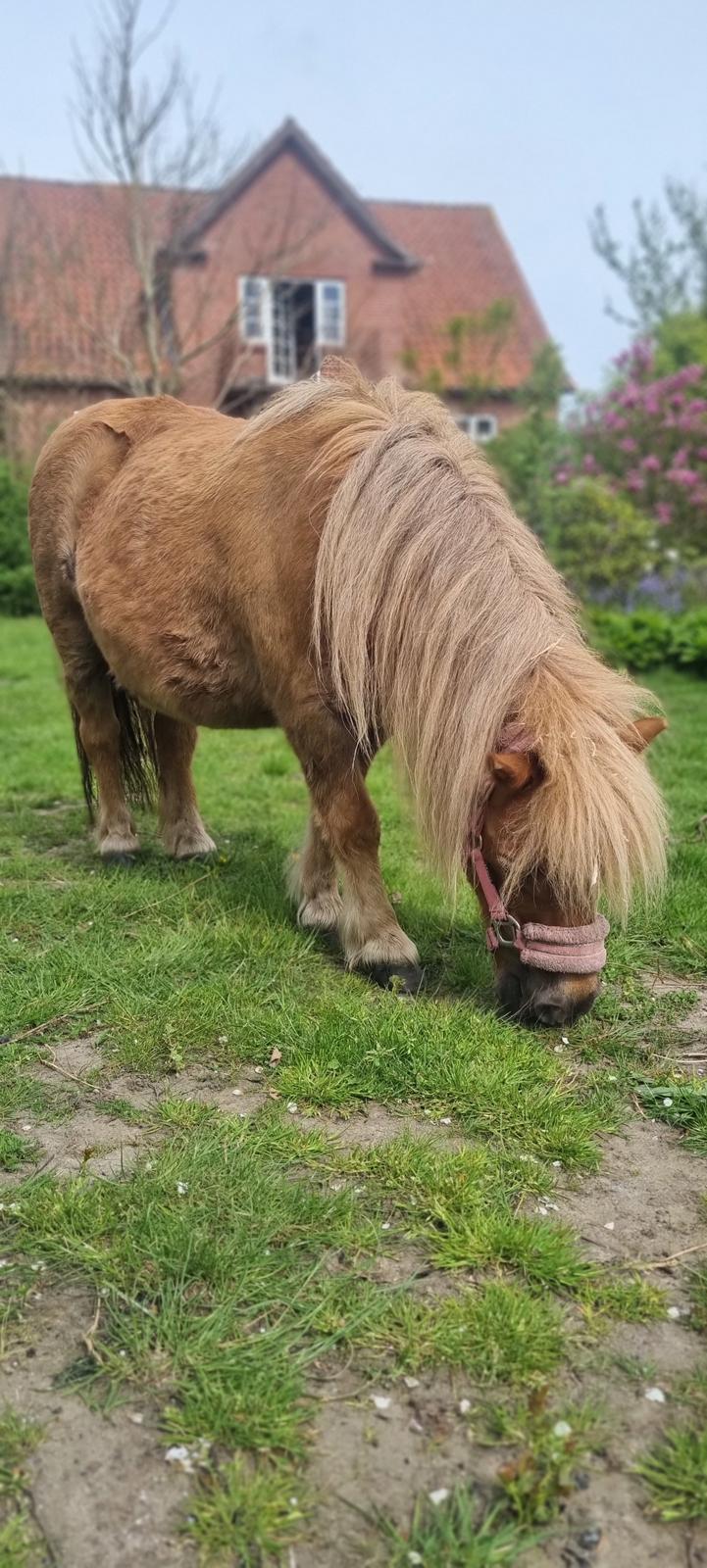 Shetlænder » Highlanders Rose « billede 8