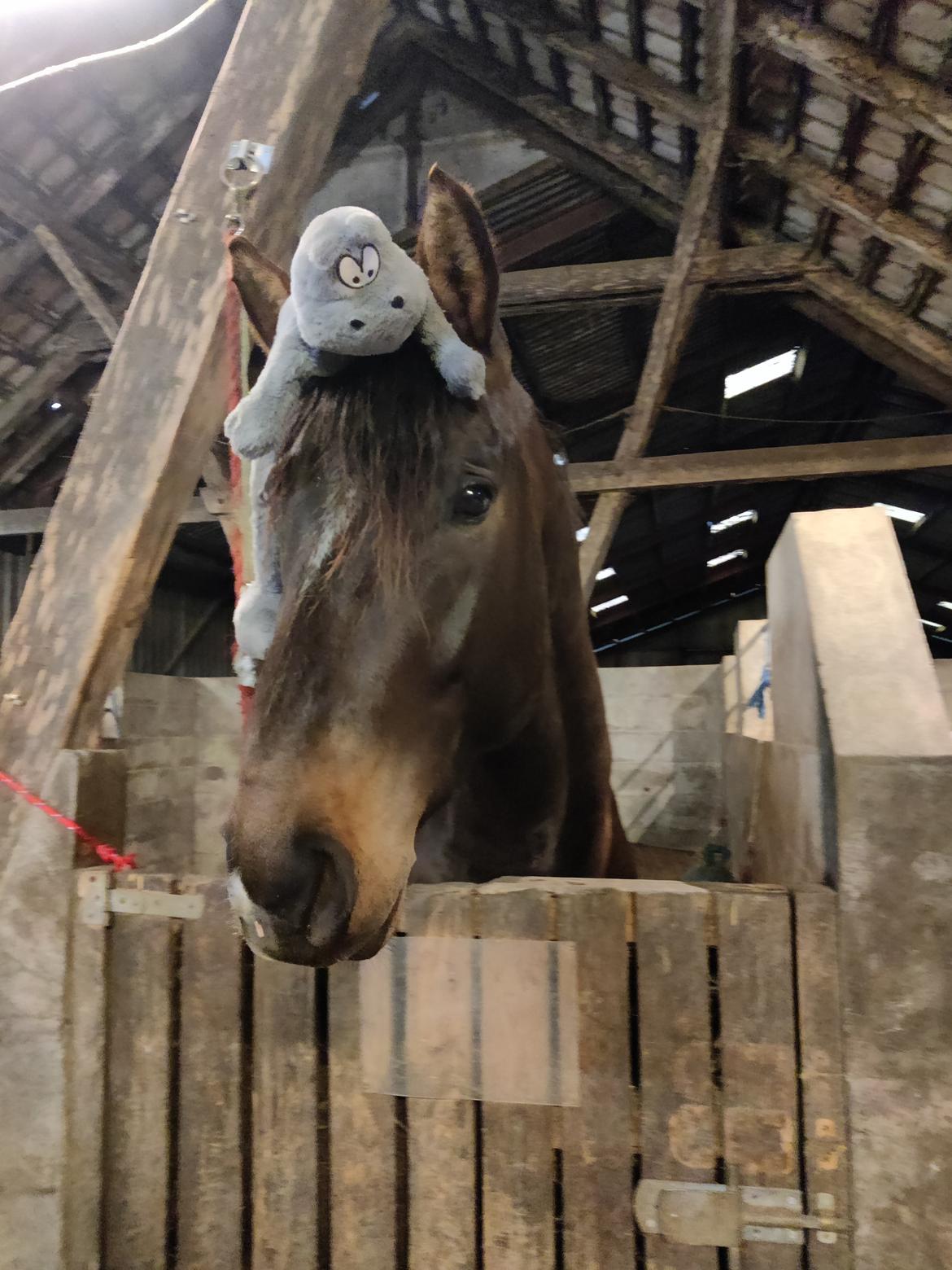 Anden særlig race Stald B's Be Curious billede 13