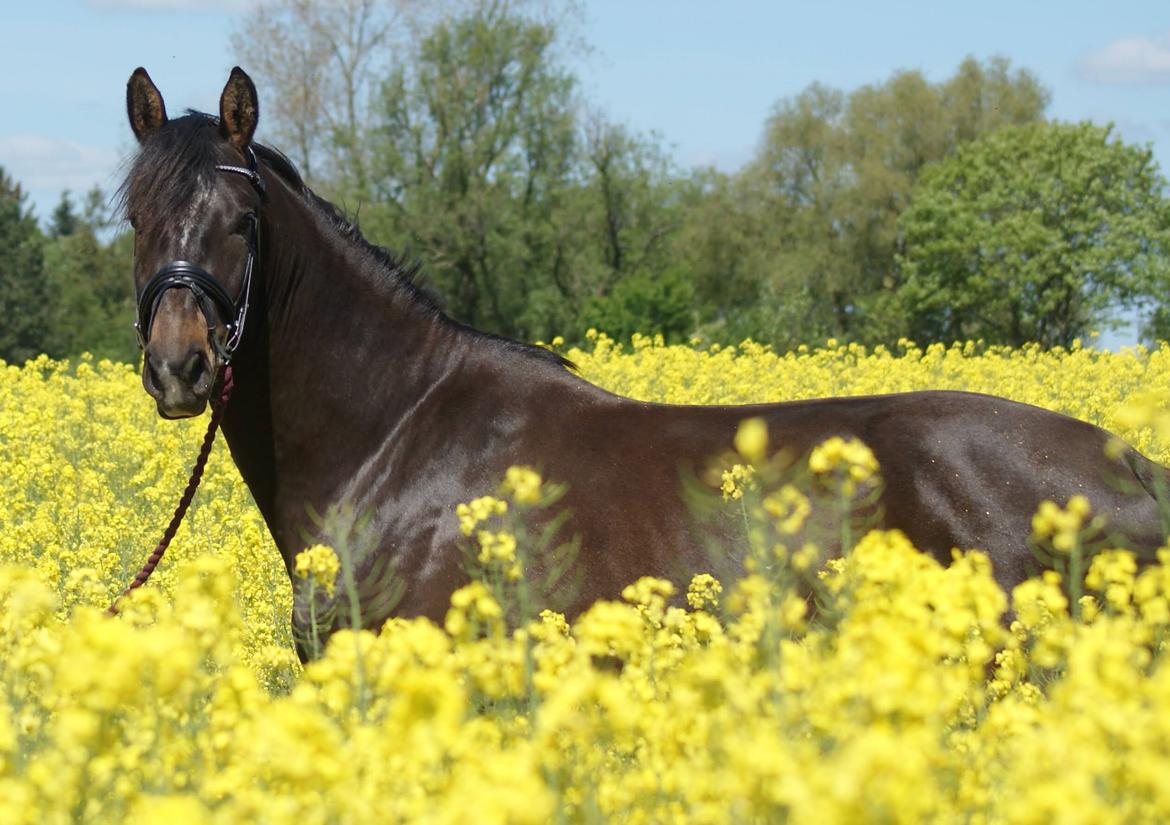 Anden særlig race Stald B's Be Curious billede 12