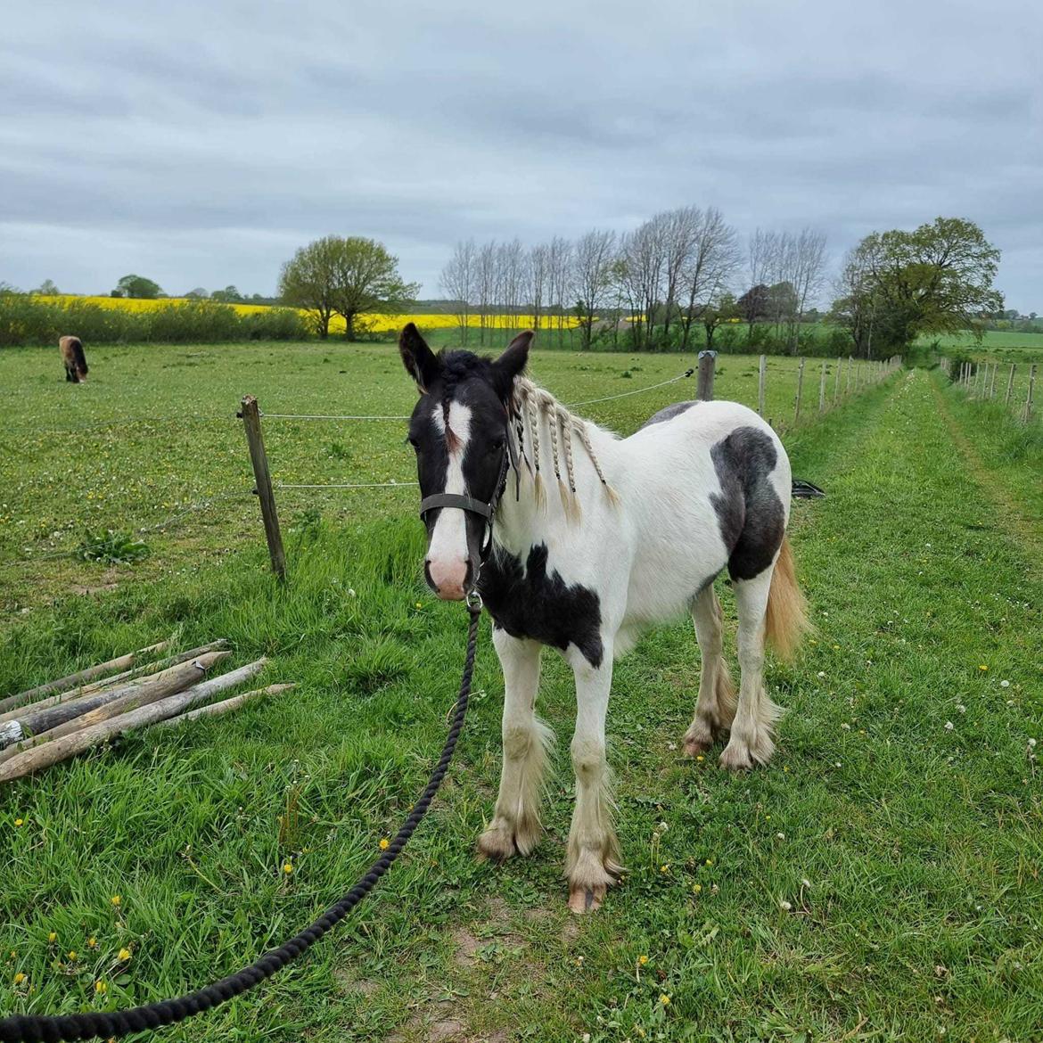 Irish Cob Montana billede 1