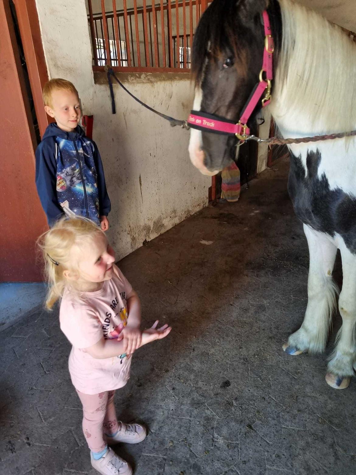 Irish Cob Montana billede 3