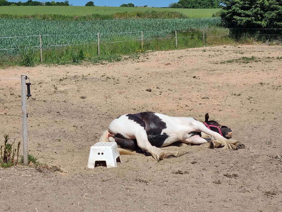 Irish Cob Montana billede 6