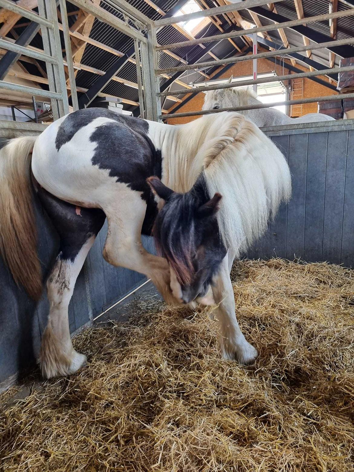 Irish Cob Montana billede 8