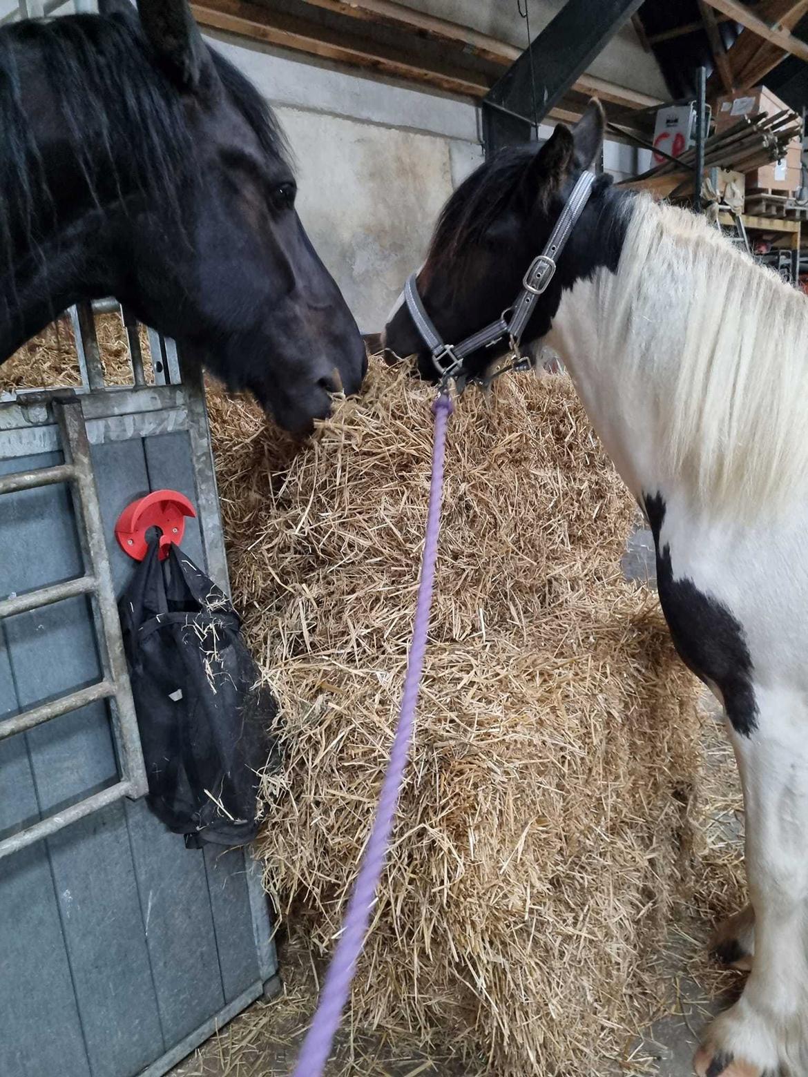Irish Cob Montana billede 9