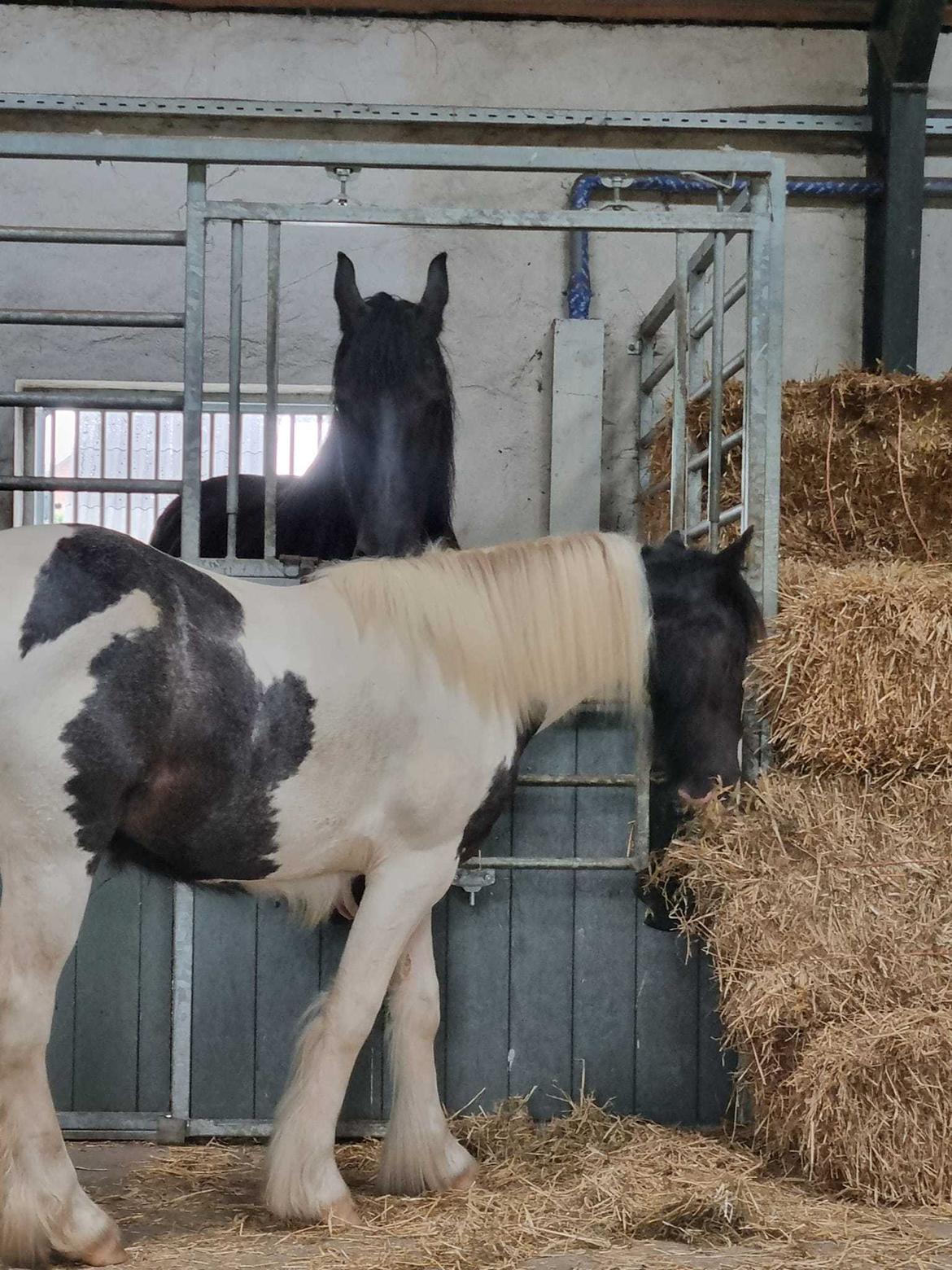 Irish Cob Montana billede 11
