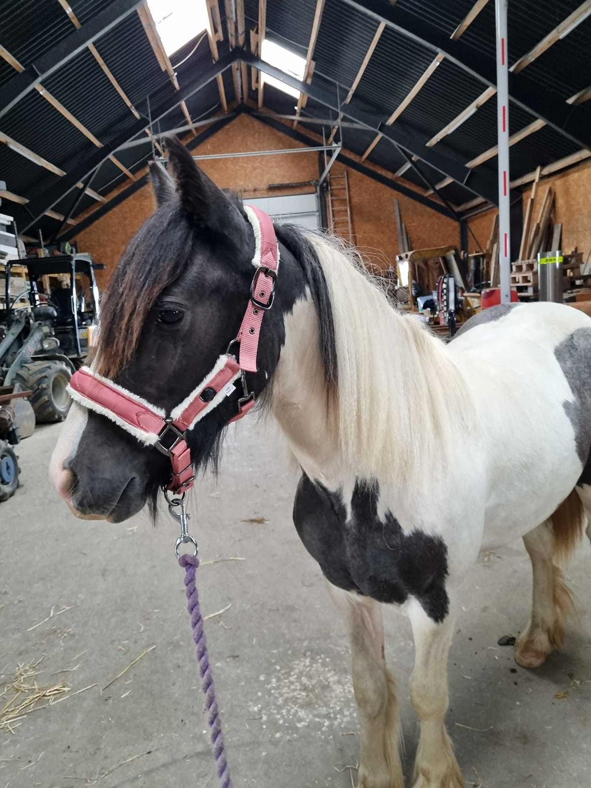Irish Cob Montana billede 12