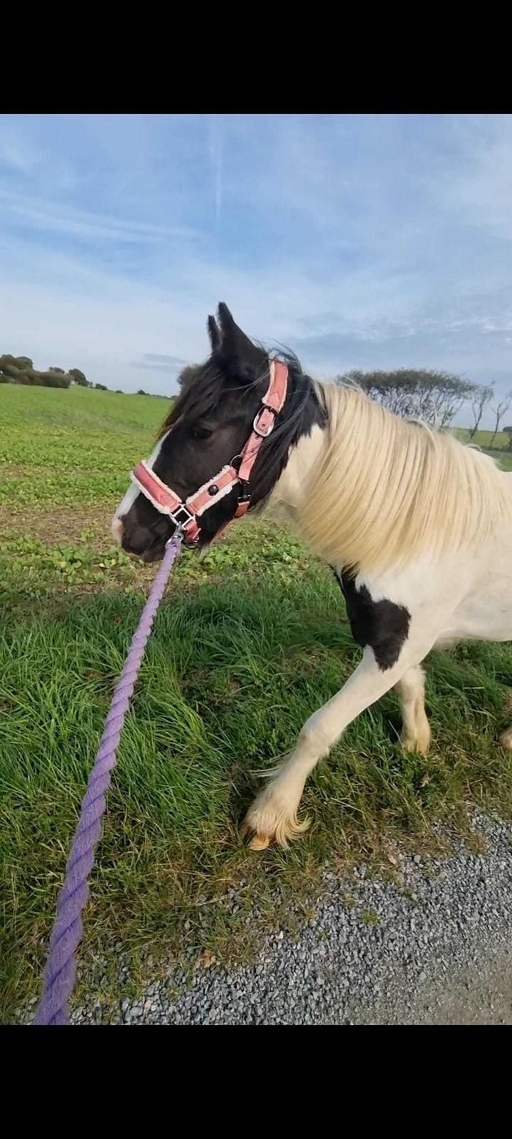 Irish Cob Montana billede 14