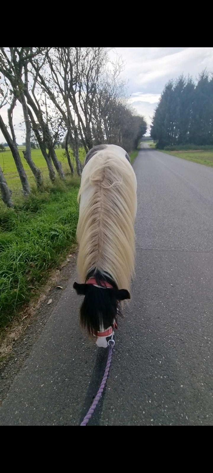 Irish Cob Montana billede 15