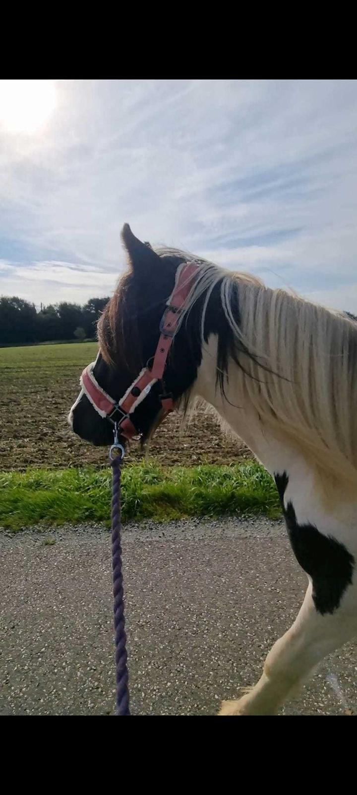 Irish Cob Montana billede 16