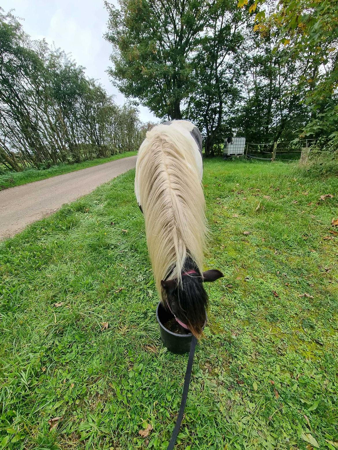 Irish Cob Montana billede 19