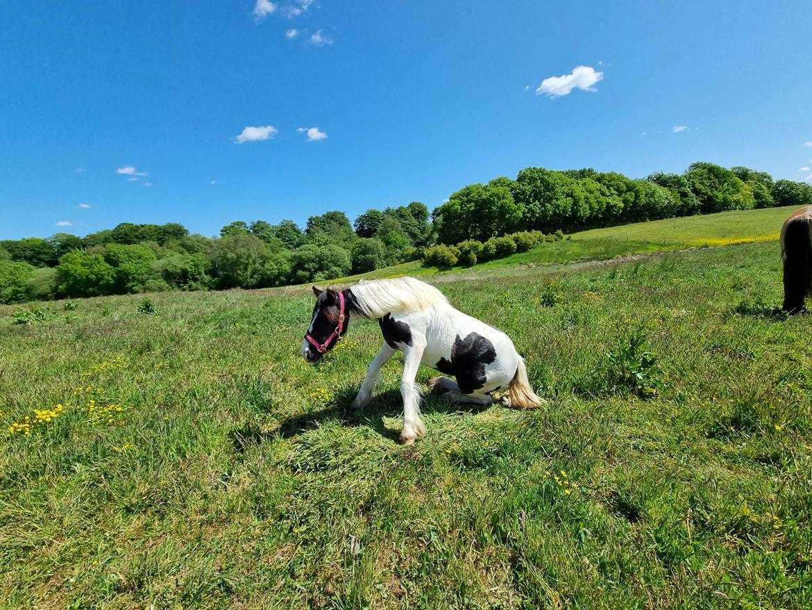 Irish Cob Montana billede 5
