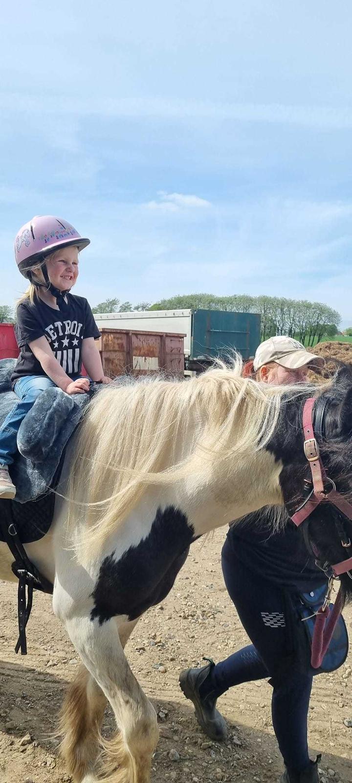 Irish Cob Montana billede 18