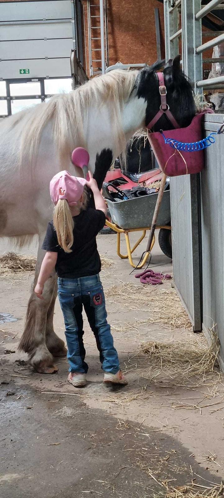 Irish Cob Montana billede 20