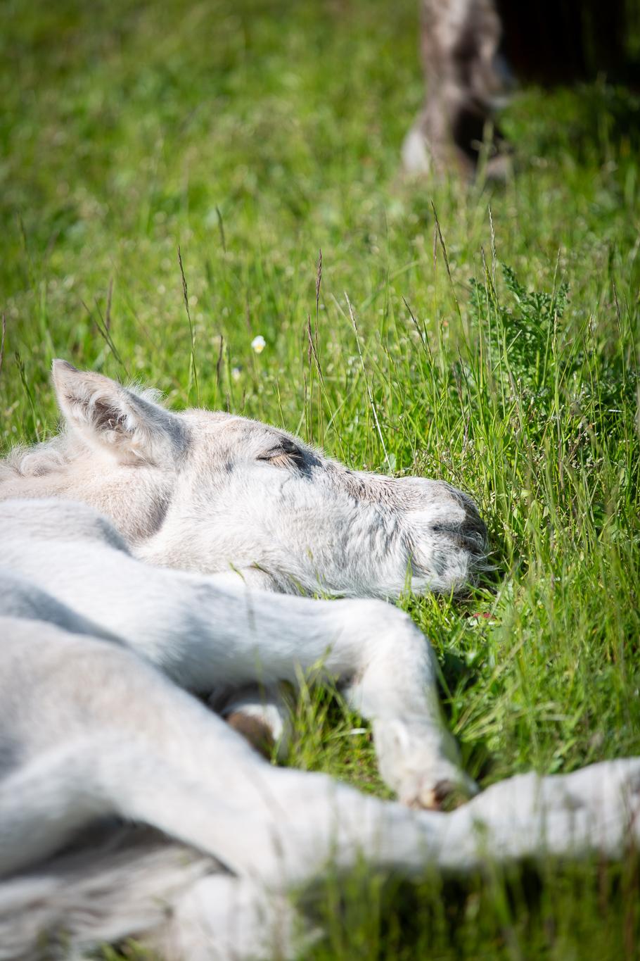 Fjordhest Theodoras Havana - 1 døgn gammel billede 3