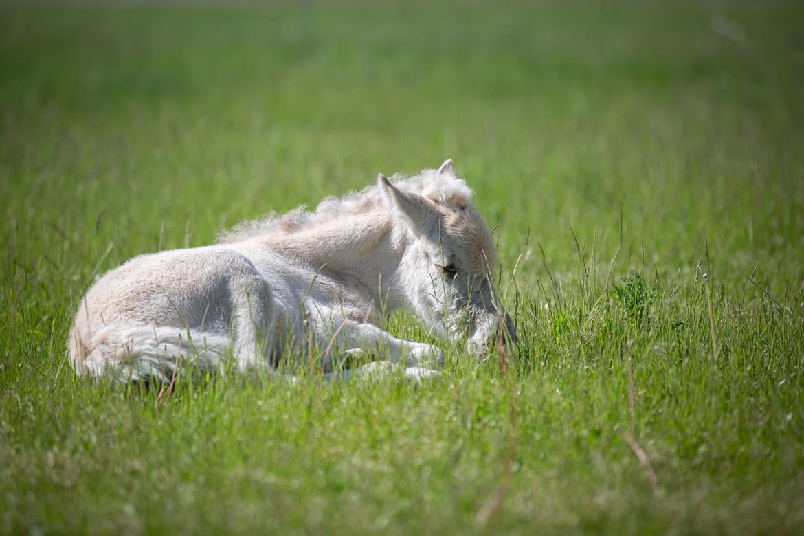 Fjordhest Theodoras Havana - 1 døgn gammel billede 2