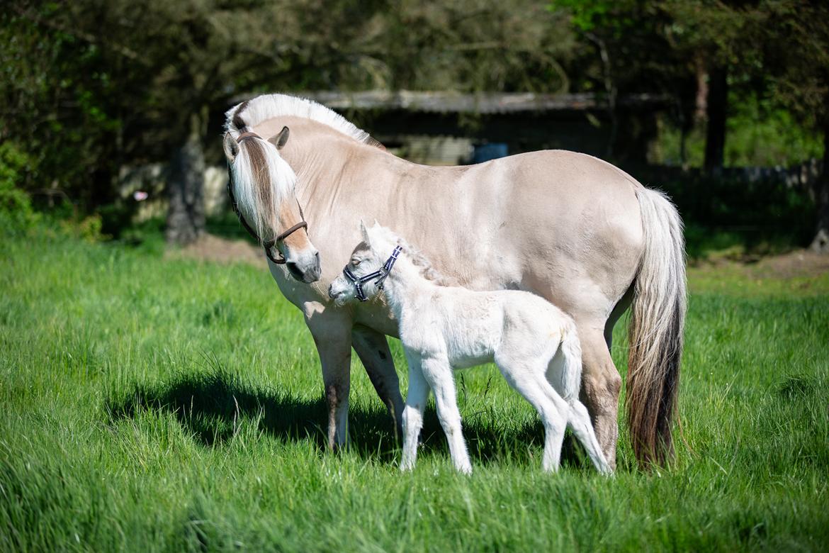 Fjordhest Theodoras Havana - 1 døgn gammel billede 4