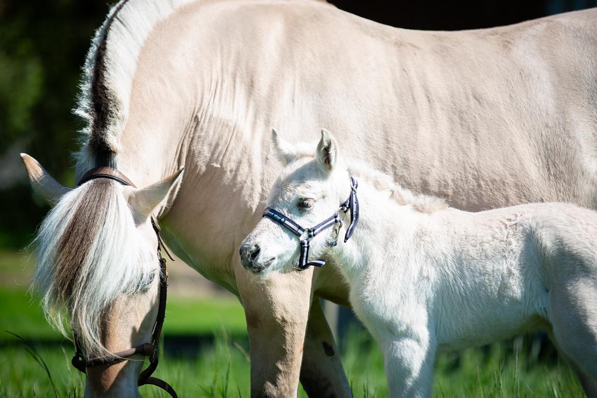 Fjordhest Theodoras Havana - 1 døgn gammel billede 5