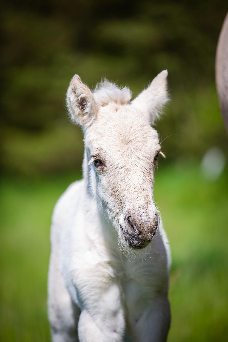 Fjordhest Theodoras Havana - 1 døgn gammel billede 1