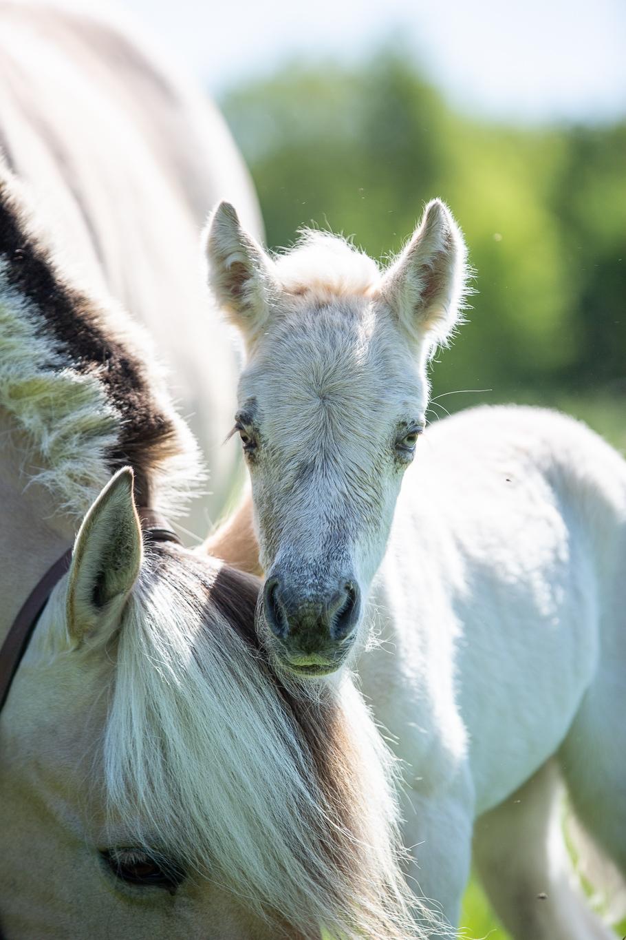 Fjordhest Theodoras Havana - 1 døgn gammel billede 7