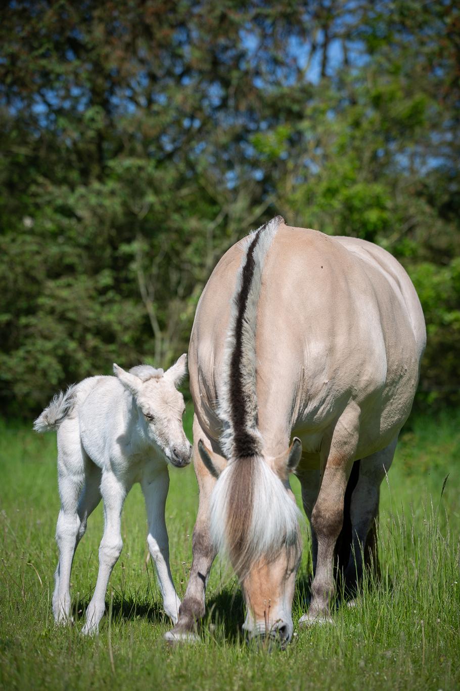 Fjordhest Theodoras Havana - 1 døgn gammel billede 8
