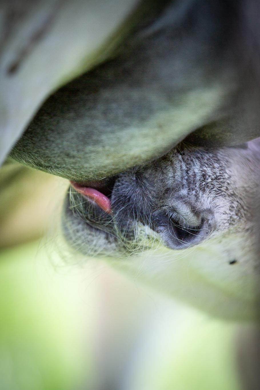 Fjordhest Theodoras Havana - 1 døgn gammel billede 9