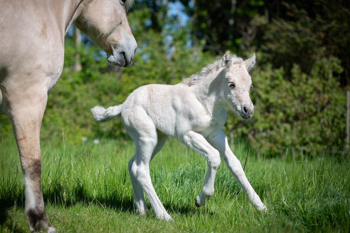 Fjordhest Theodoras Havana - 1 døgn gammel billede 10